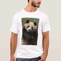 Panda-gigante Ailuropoda melanoleuca) Família