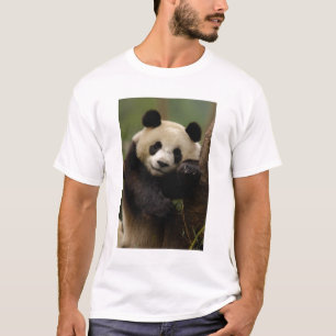 Camiseta Panda-gigante Ailuropoda melanoleuca) Família