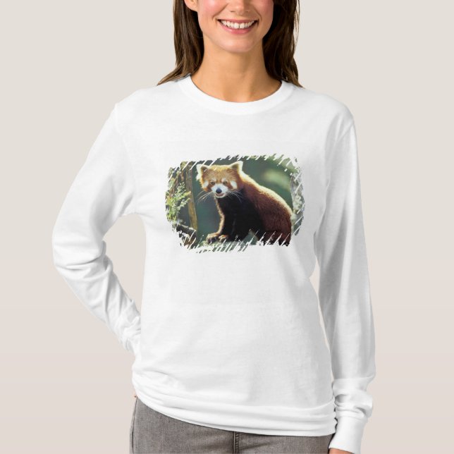 Camiseta Panda Vermelho Ailurus fulgens) (Frente)