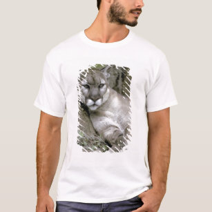Camiseta Pantera de Florida, coryi do concolor do Felis,