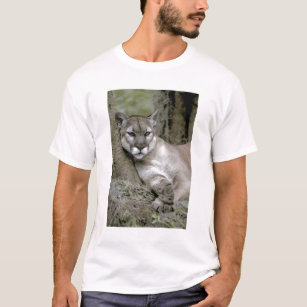 Camiseta Pantera de Florida, coryi do concolor do Felis,