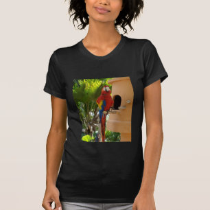 Camiseta papagaio 5