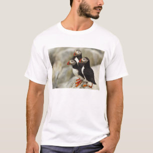 Camiseta Papagaios-do-Atlântico na Ilha Machias Seal
