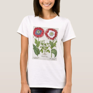 Camiseta Papoilas decorativas, 'do Hortus o Eystettensis