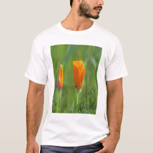 Camiseta papoulas douradas da Califórnia em um campo verde
