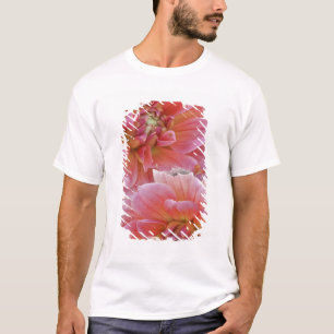 Camiseta Par de flores de Dahlia, Dahlia spp. ,