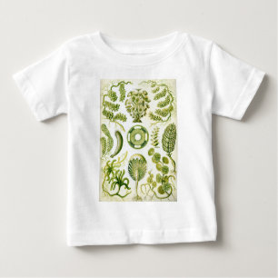 Camiseta Para Bebê Alga e algas do Siphoneae de Ernst Haeckel