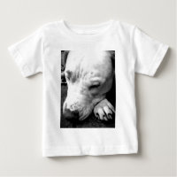 cicatriz do harry potter cachorro pit bull branco