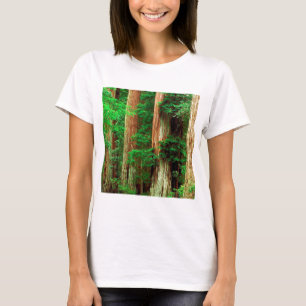 Camiseta Parque grande antigo da sequóia vermelha da bacia