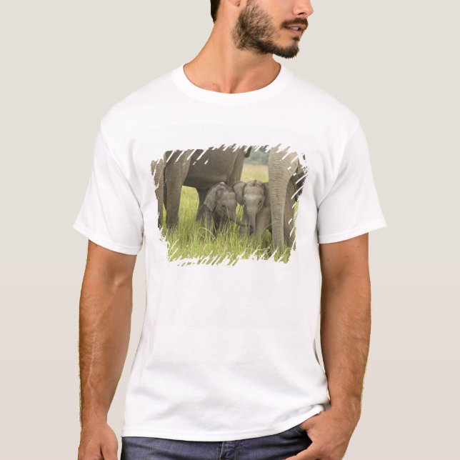 Camiseta Parque Nacional Corbett, Uttaranchal, Índia. (Frente)