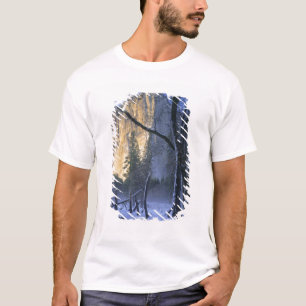 Camiseta PARQUE NACIONAL DE YOSEMITE, CALIFÓRNIA. EUA. Luz