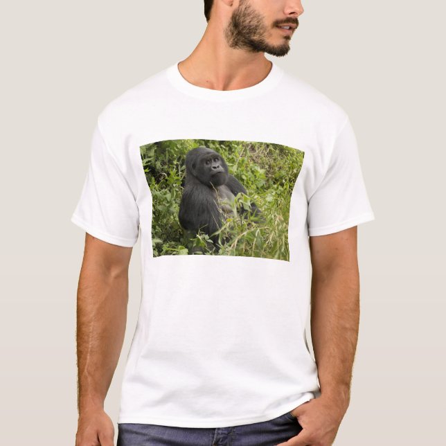 Camiseta Parque Nacional dos Vulcões, Gorila da Montanha (Frente)