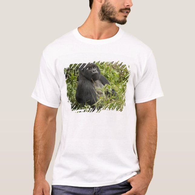 Camiseta Parque Nacional dos Vulcões, Gorila de Montanha (Frente)