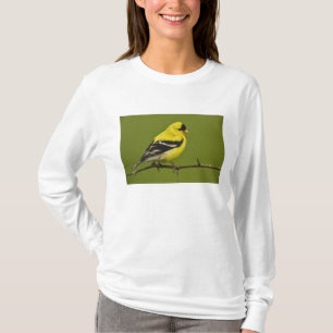 Camiseta Pássaro-do-céu macho em plumagem reprodutiva,