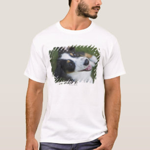 Camiseta Pastor australiano que está nos pés traseiros
