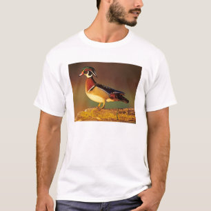 Camiseta Pato-mandarim macho, Illinois