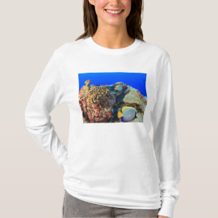Camiseta Peixe-ângel-real Pygoplites diacanthus),