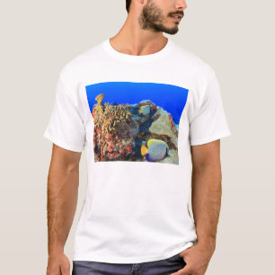 Camiseta Peixe-anjos-real Pygoplites diacanthus),