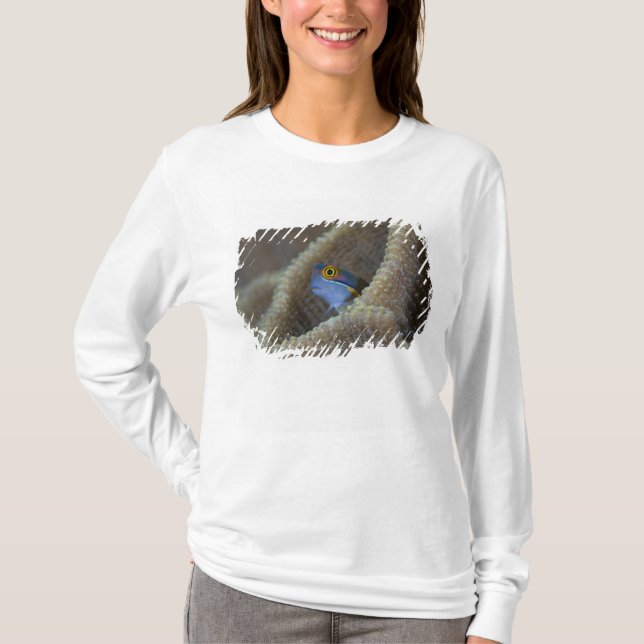 Camiseta peixe Blenny Blenniidae) espreitando a cabeça para (Frente)
