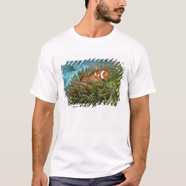 Camiseta Peixe-palheiro ocidental ( Amphiprion ocellaris ) (Frente)