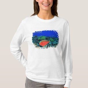 Camiseta Peixe-papagaio Scarus