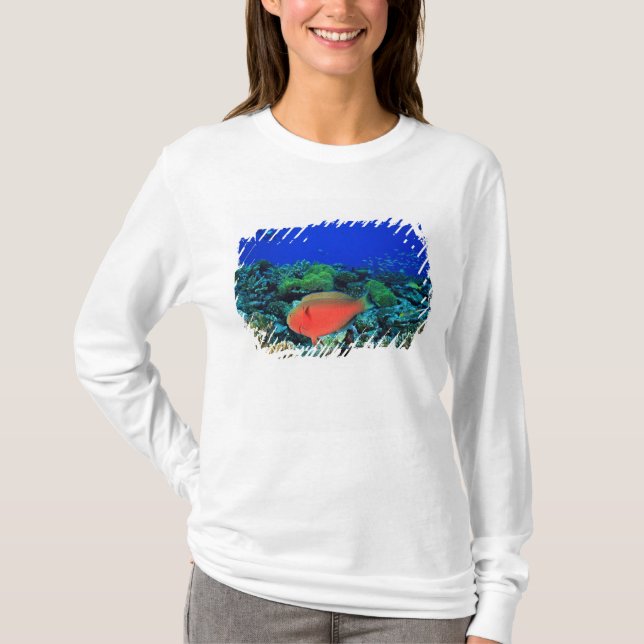 Camiseta Peixe-papagaio Scarus (Frente)