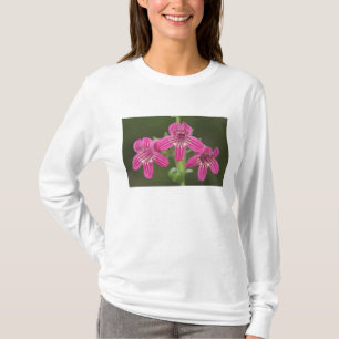 Camiseta Penstemon Escarlate, Penstemon triflorus,