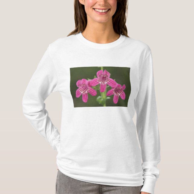 Camiseta Penstemon Escarlate, Penstemon triflorus, (Frente)
