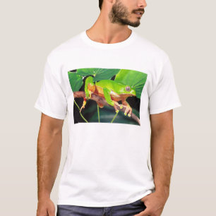 Camiseta Perereca-macaco gigante bicolor, Phyllomedusa