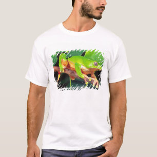 Camiseta Perereca-macaco gigante bicolor, Phyllomedusa