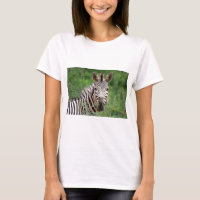 Perfil Zebra