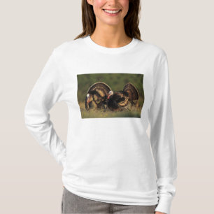 Camiseta Peru selvagem, Meleagris gallopavo,machos
