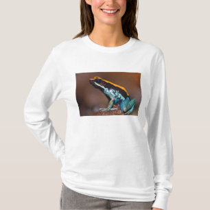 Camiseta Phyllobates vittatus, um sapo venenoso