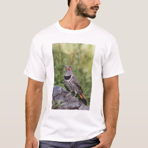 Camiseta Pica-pau-de-costas-vermelhas, Colaptes auratus, Re