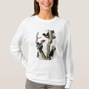 Camiseta pica-pau Marfim-faturado, 'dos pássaros de Americ