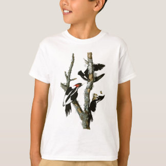 Camiseta Pica-pica-pau-marfim de Audubon