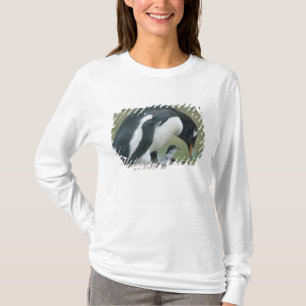 Camiseta Pinguim Gentoo, (Pygoscelis papua), Ilhas Falkland