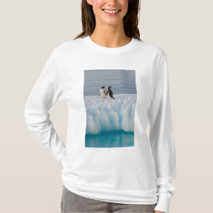Camiseta pingüim-gentoo, Pygoscelis Papua, no gelo glacial