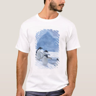 Camiseta Pinguins-de-adélia (Pygoscelis adeliae) no gelo,