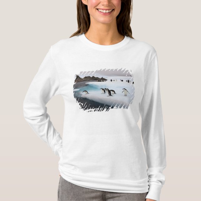 Camiseta Pinguins-de-barbicha (Frente)