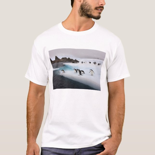 Camiseta Pinguins-de-barbicha (Frente)