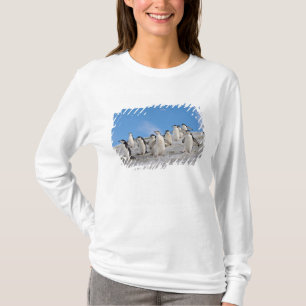 Camiseta Pinguins-de-barbicha Pygoscelis Antarctica