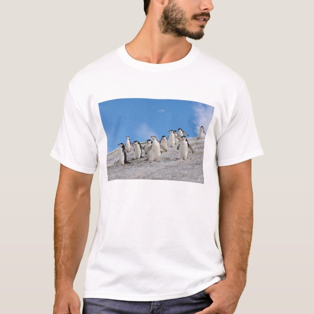 Camiseta Pinguins-de-barbicha | Pygoscelis Antarctica (Frente)