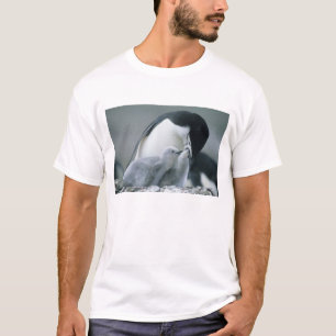 Camiseta Pinguins-de-barbicha, Pygoscelis antarctica),