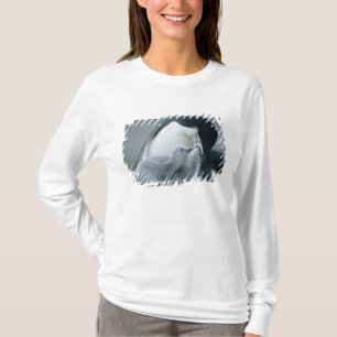 Camiseta Pinguins-de-barbicha, Pygoscelis antarctica),