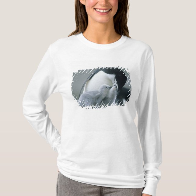Camiseta Pinguins-de-barbicha, Pygoscelis antarctica), (Frente)