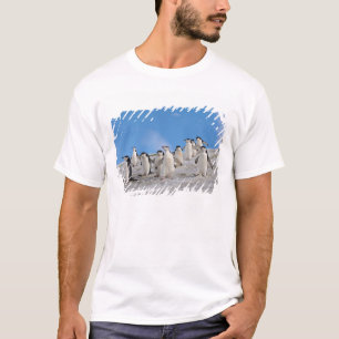 Camiseta Pinguins-de-barbicha   Pygoscelis Antarctica