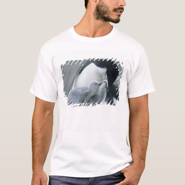 Camiseta Pinguins-de-barbicha, Pygoscelis antarctica), (Frente)