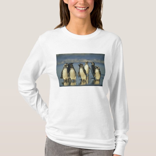 Camiseta Pinguins-de-magalhães, Spheniscus (Frente)