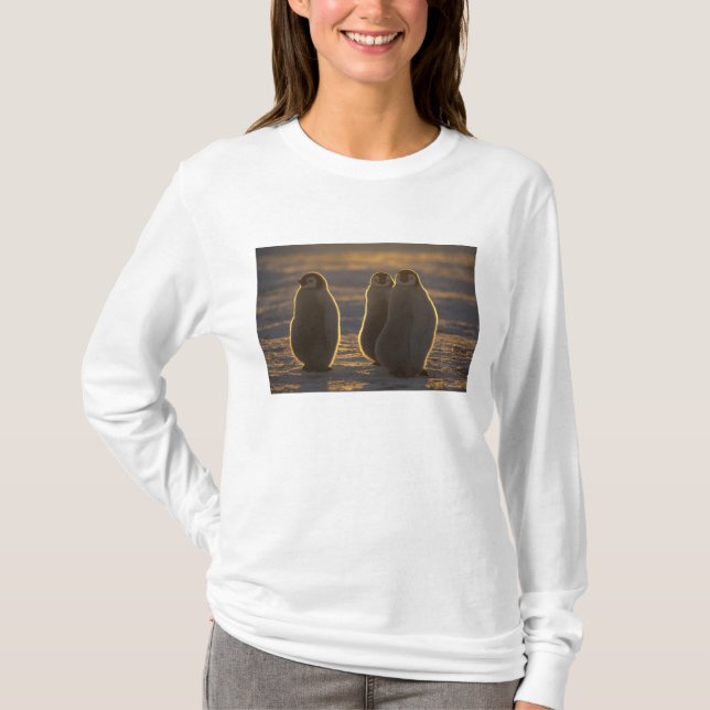 Camiseta Pinguins-imperadores (Frente)